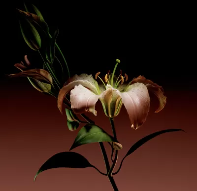 Prada - Flowers store windows